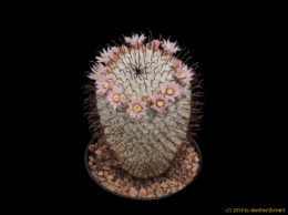 Mammillaria perezdelarosae 2399